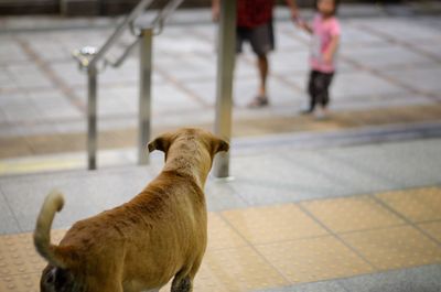 Low section of dog standing on footpath