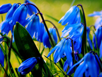 Close-up of blue flowering plants