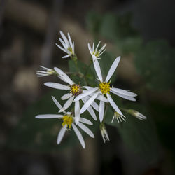 Close-up of white daisy flowers