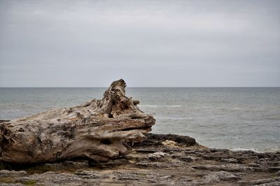 Driftwood on beach