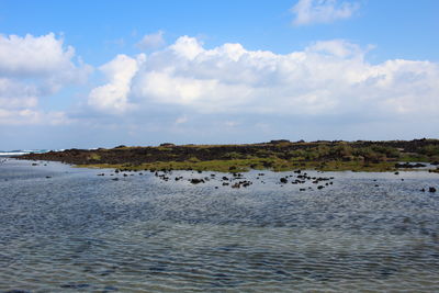 View of birds in sea against sky