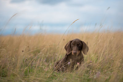 Close-up of dog on field against sky