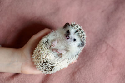 Cute hedgehog. portrait of pretty curious muzzle of animal. favorite pets. atelerix, african 