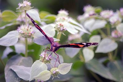 Close-up of flowers