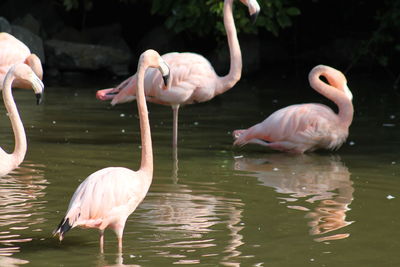 View of birds in lake