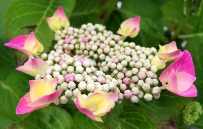 Close-up of pink flowers