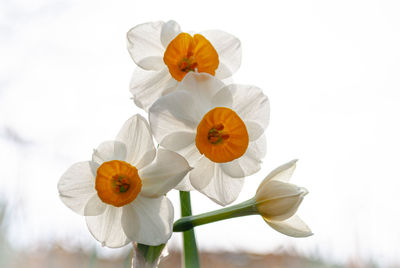 Close-up of orange flowering plant against sky