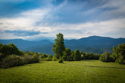 Trees on field against sky