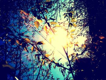 Low angle view of silhouette tree against sky during sunset