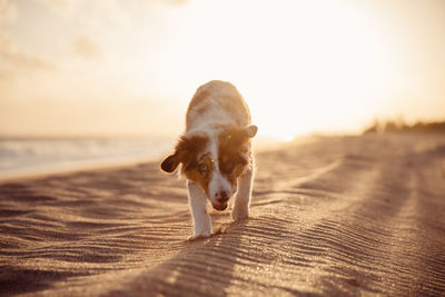 Portrait of dog relaxing on beach