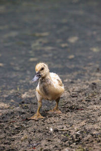 View of a dog on land