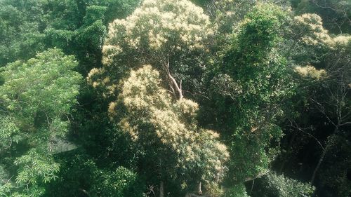 High angle view of trees in forest