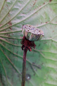 Close-up of plant pod