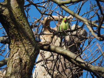 Low angle view of bird perching on tree against sky