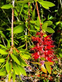 Close-up of red flowers