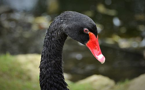 Close-up of black swan