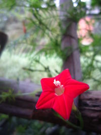 Close-up of red flower blooming outdoors