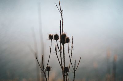 Close-up of wilted plant against lake