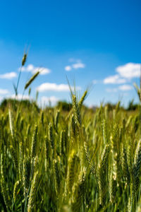 Close-up of wheat growing on field against sky