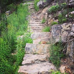 Steps leading towards trees