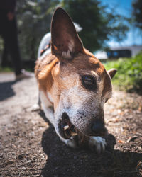 Close-up portrait of a dog on field