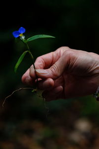 Close-up of hand holding flower outdoors