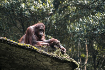An old orangutan enjoying the sun on the big stone