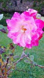 Close-up of pink flowers