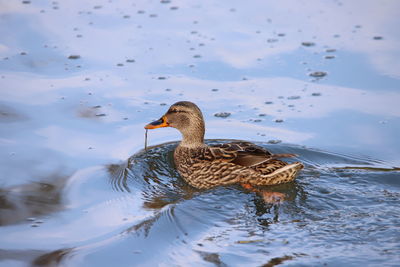 Duck swimming in lake