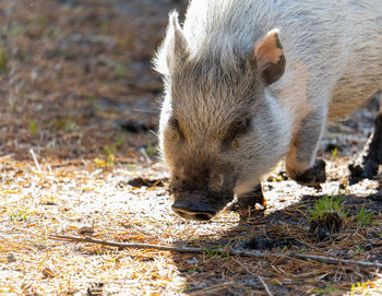 White mini pig taking a walk