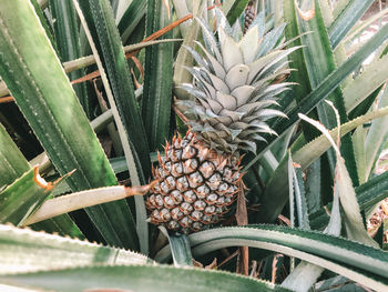 High angle view of pineapple fruits growing on field