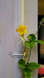 Close-up of flowers in vase