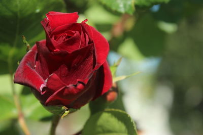 Close-up of red rose