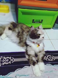 Close-up of cat relaxing at home