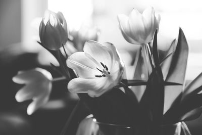Close-up of pink flowers blooming outdoors