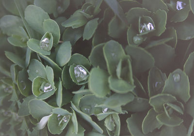 Full frame shot of wet plants