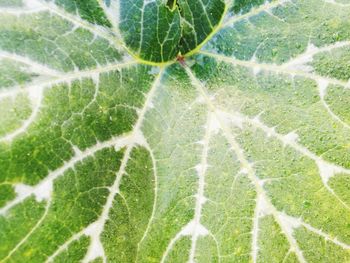 Extreme close up of leaf