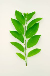 Close-up of plant against white background