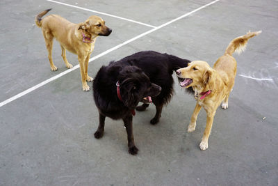 High angle view of dogs on street