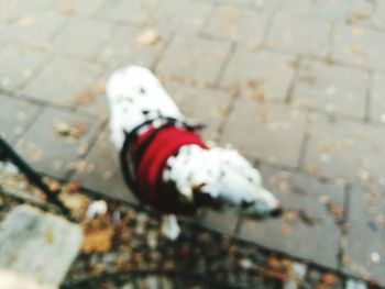 Close-up high angle view of snow