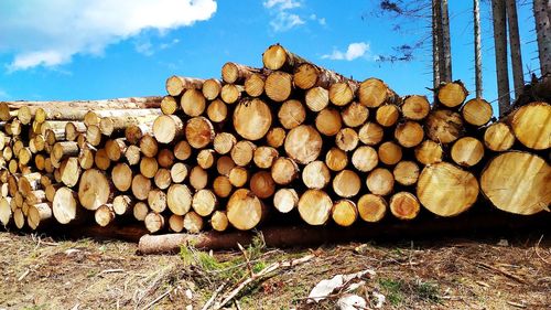 Stack of logs on field in forest