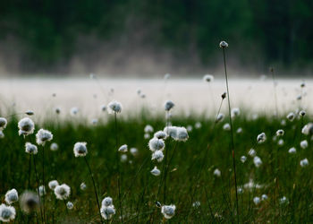 Gentle, white bog flowers, green background, sunny summer morning, fog in the background