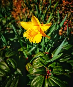 Close-up of yellow flowers