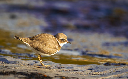 Close-up of bird perching on beach