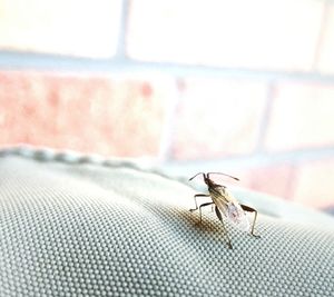 Close-up of insect on wall