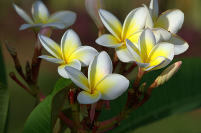 Close-up of frangipani blooming outdoors