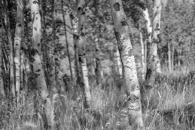 Trees growing in forest