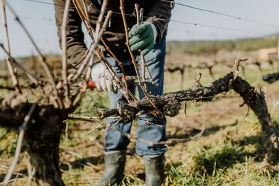 Pruning grapevines