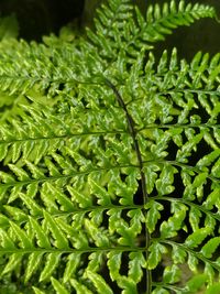 Close-up of green leaves