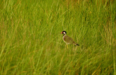 Bird perching on a field